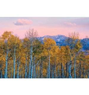 Vlies fotótapéta: Őszi nyírfák és hegyek - 368x254 cm
