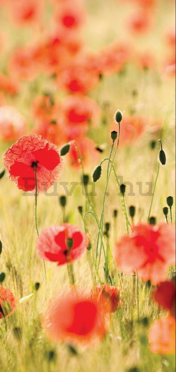 Vlies fotótapéta: Virágzó rét - 100x211 cm