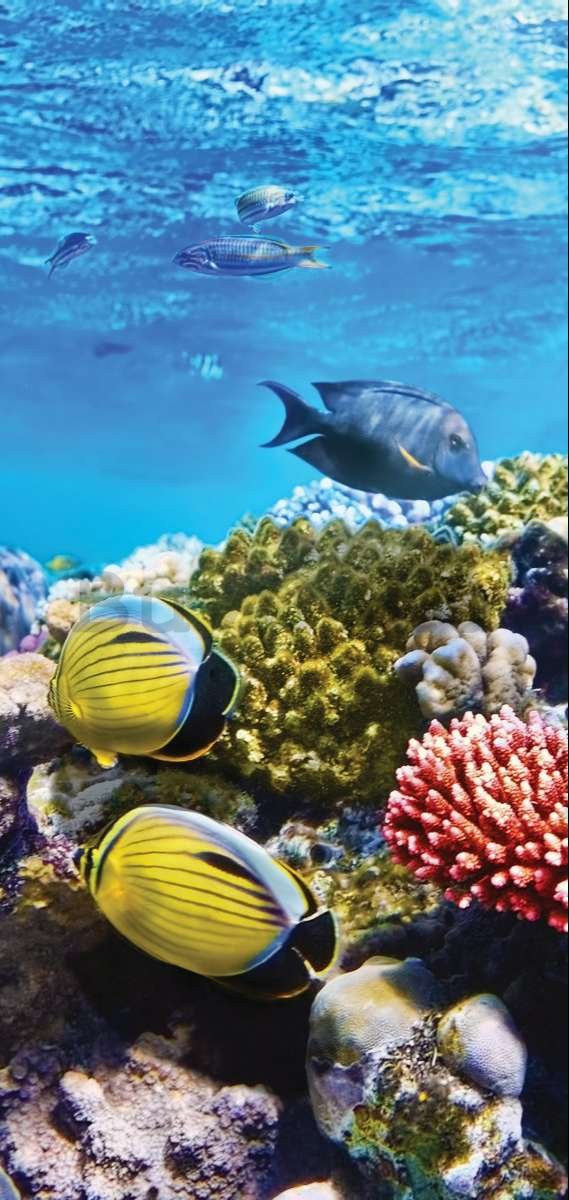 Vlies fotótapéta: korallzátonyok - 100x211 cm