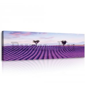 Vászonkép: Levendula szőlő - 145x45 cm