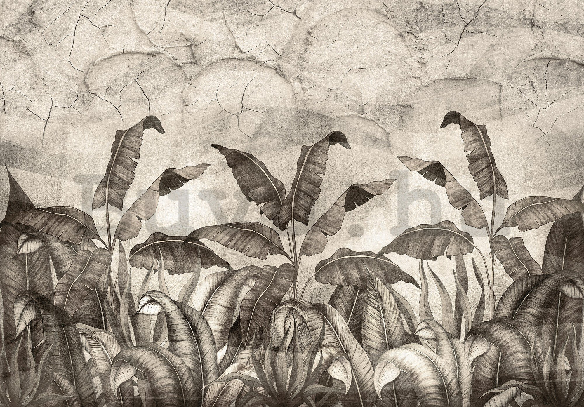 Vlies fotótapéta: Természetes levelek fekete-fehér utánzata - 368x254 cm