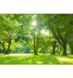 Vlies fotótapéta: Nap a parkban - 416x254 cm