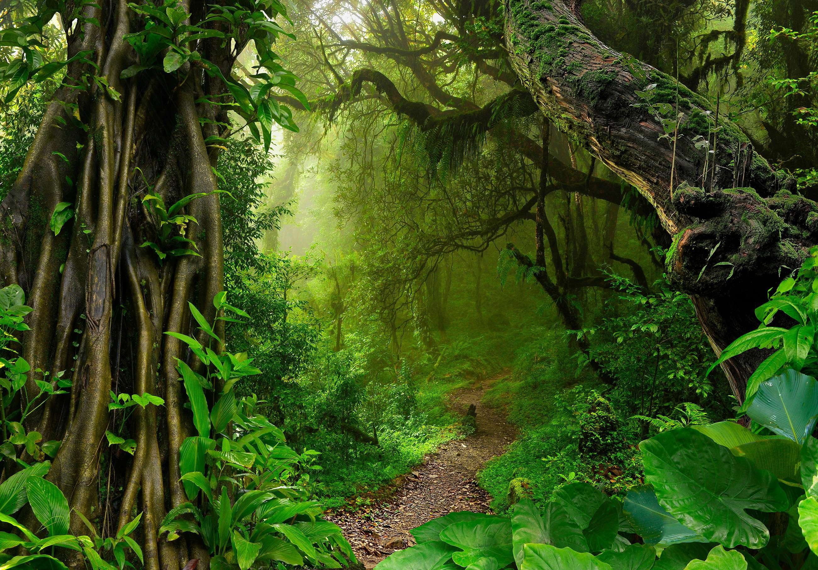 Vlies fotótapéta: Út az erdőben - 152,5x104 cm