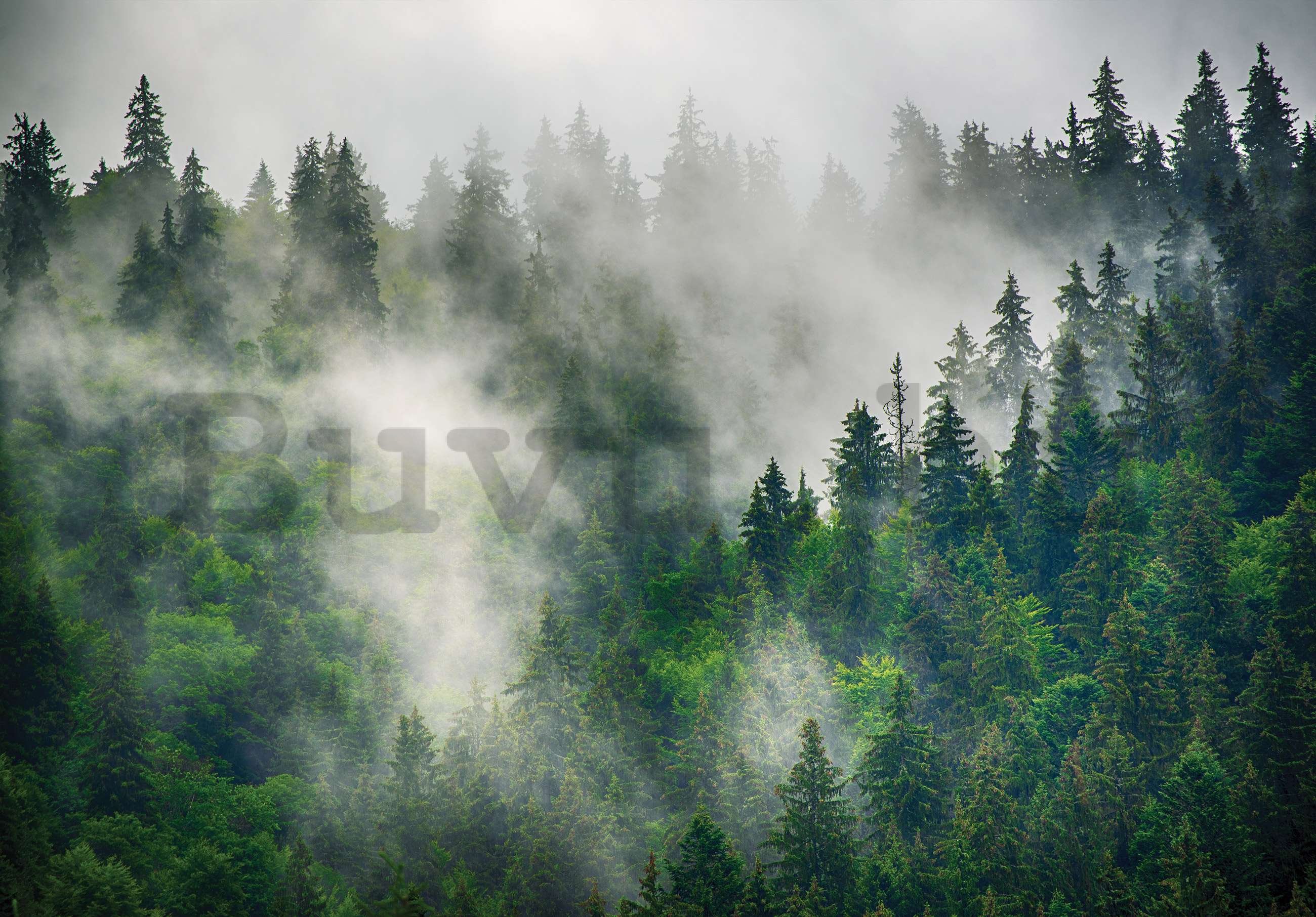 Vlies fotótapéta: Köd az erdő felett (5) - 104x70,5cm