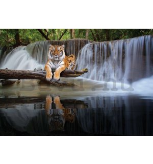 Vlies fotótapéta: Tigris a vízesésnél - 254x184 cm