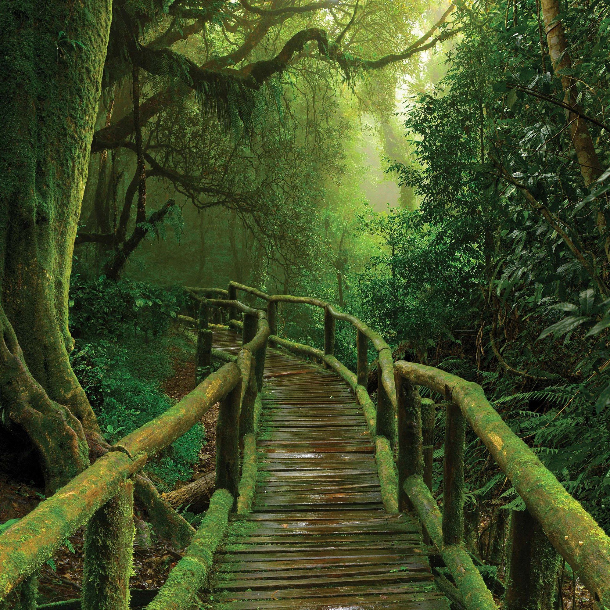 Vlies fotótapéta: Gyaloghíd a dzsungelben - 368x254 cm
