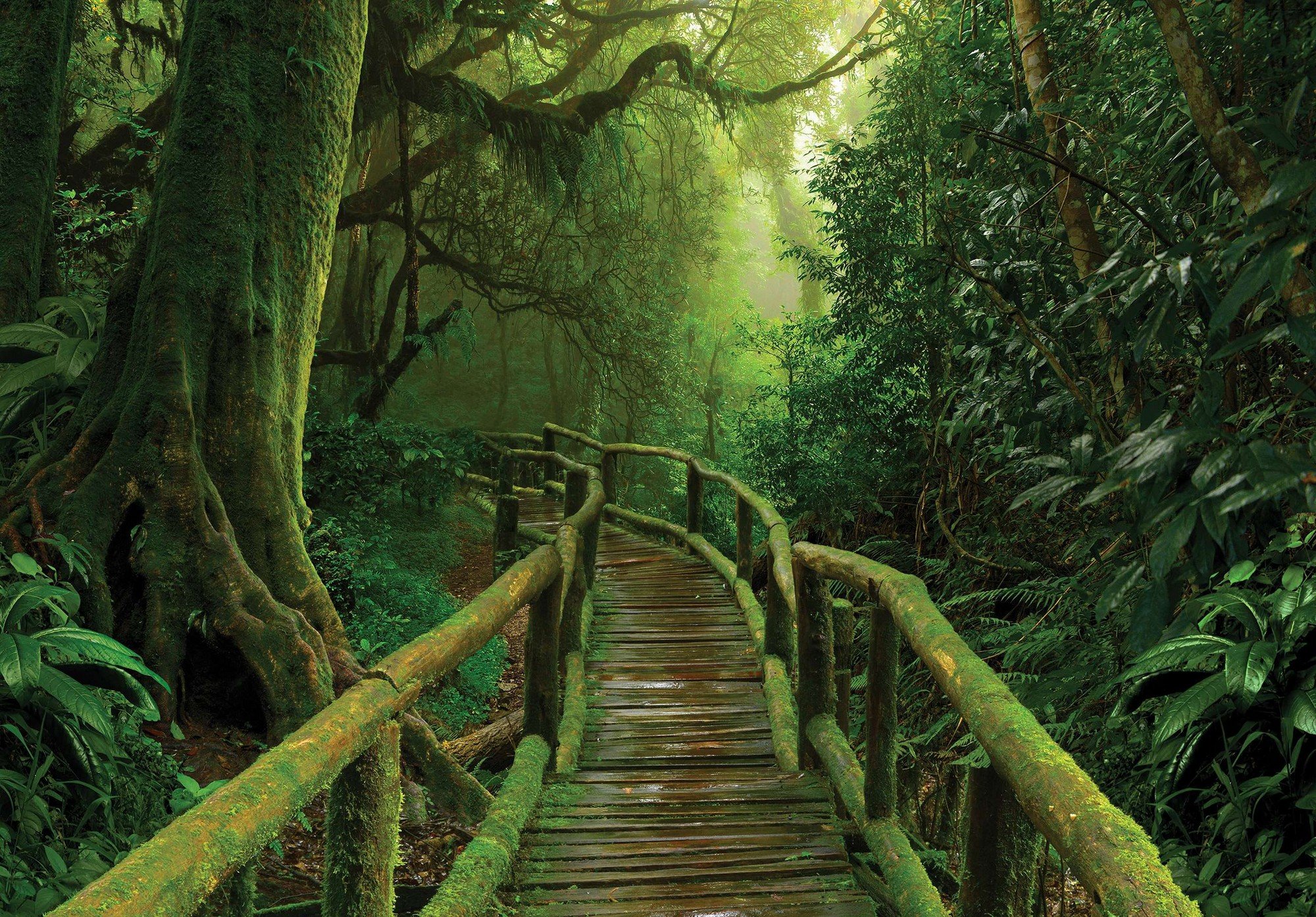 Vlies fotótapéta: Gyaloghíd a dzsungelben - 368x254 cm