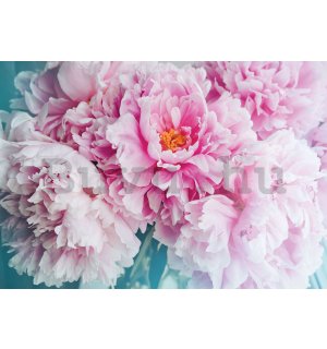 Vlies fotótapéta: Bazsarózsa virág - 368x254 cm