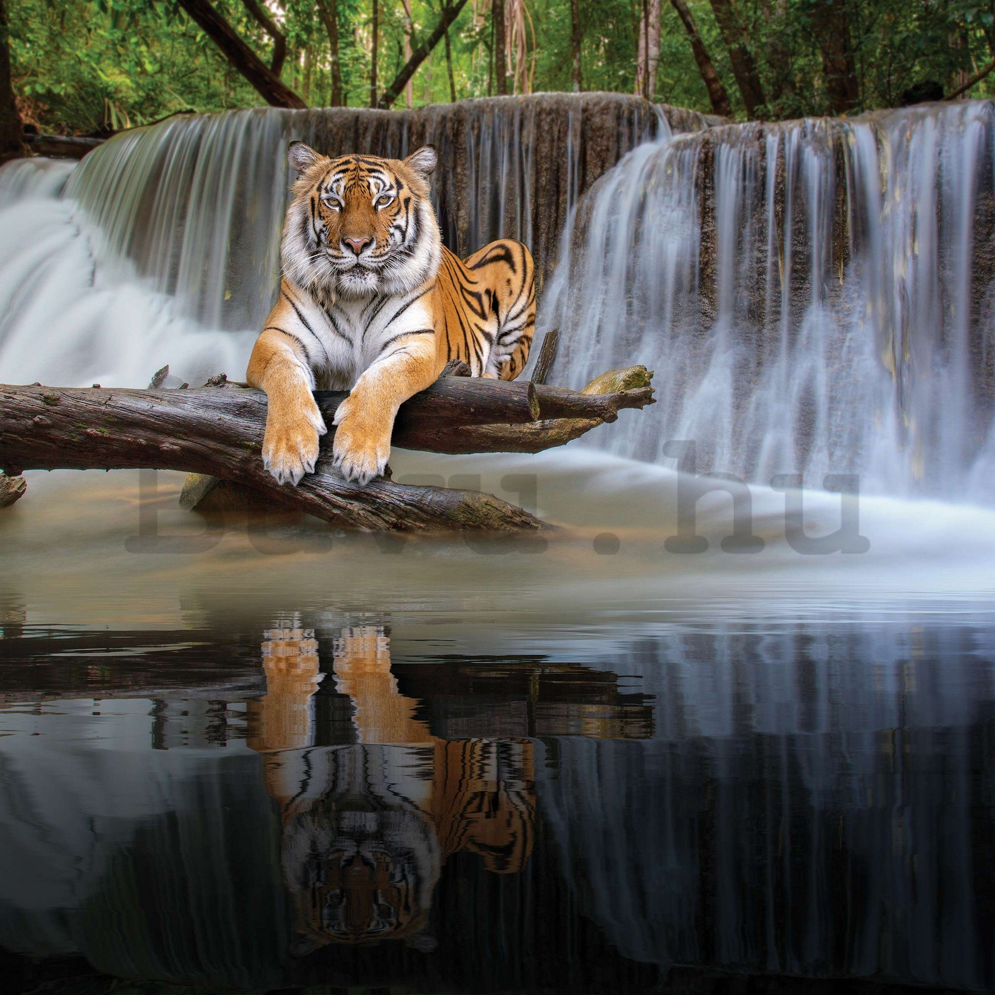 Vlies fotótapéta: Tigris a vízesésnél - 368x254 cm