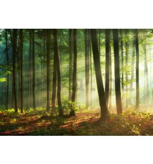 Vlies fotótapéta: Napkelte az erdőben - 152,5x104 cm