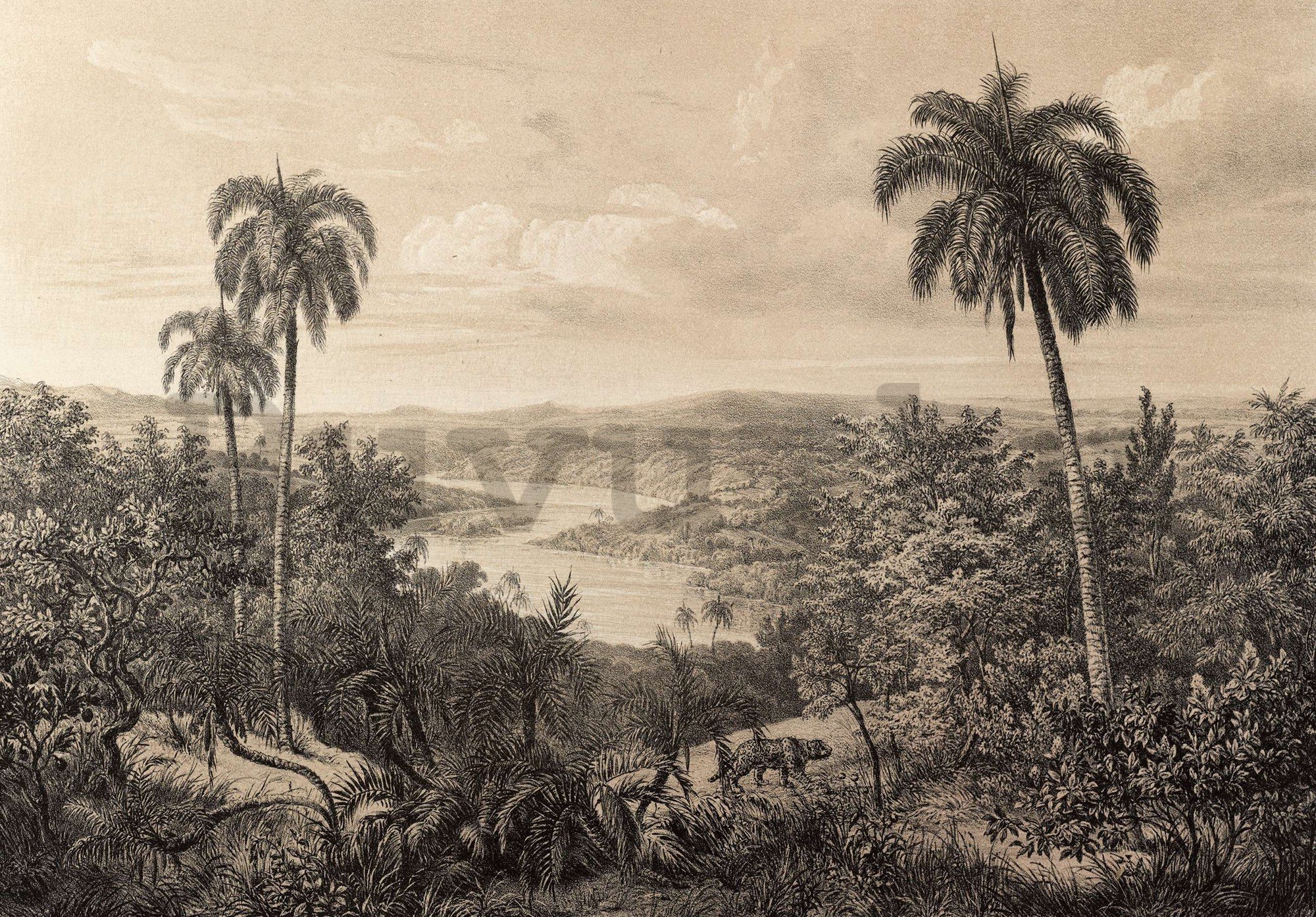 Vlies fotótapéta: Amazonas folyó, litográfia - 152,5x104 cm