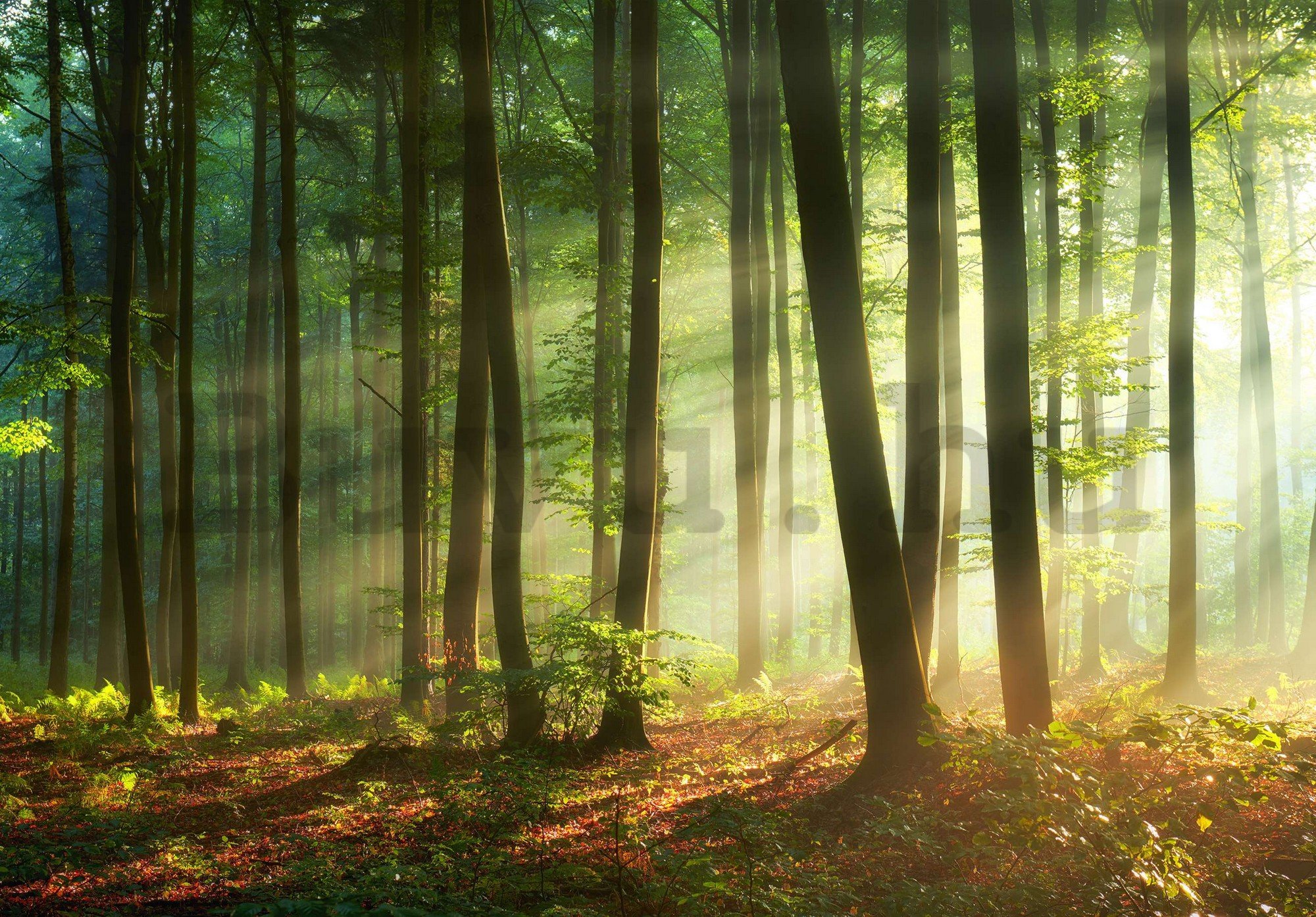 Vlies fotótapéta: Napkelte az erdőben - 104x70,5 cm