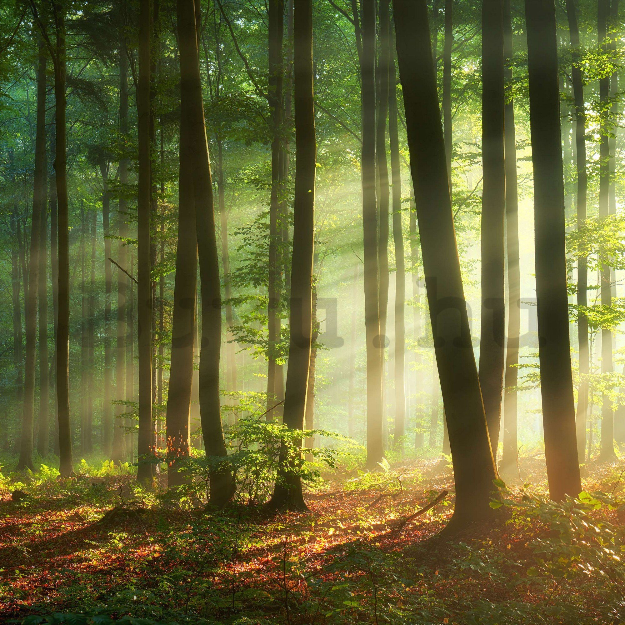 Vlies fotótapéta: Napkelte az erdőben - 416x254 cm