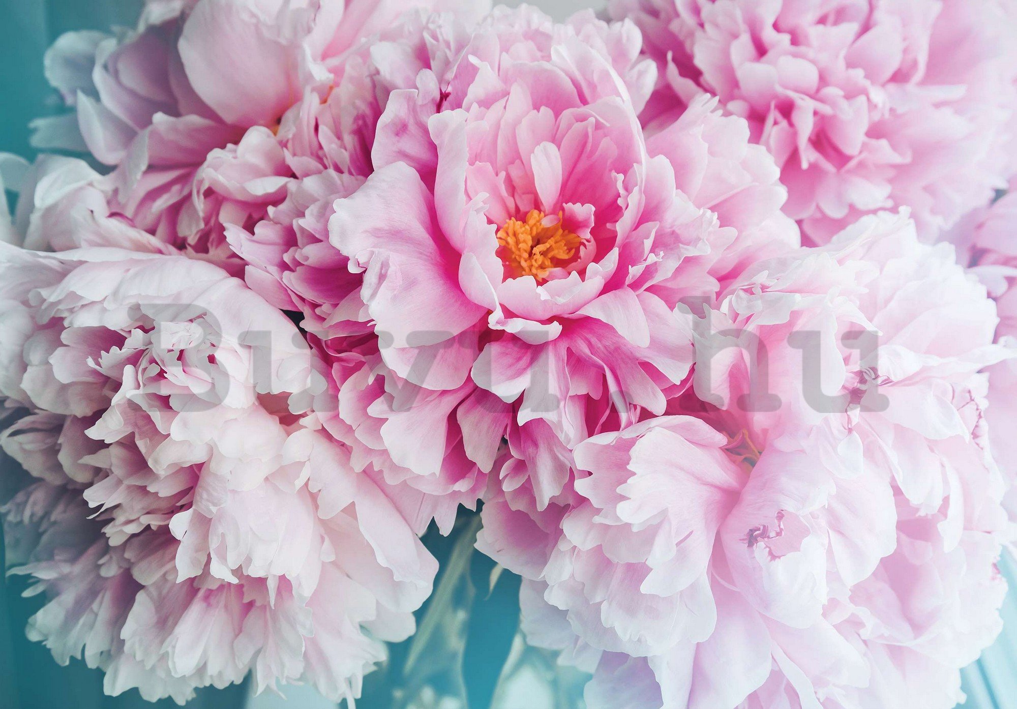 Vlies fotótapéta: Bazsarózsa virág - 416x254 cm
