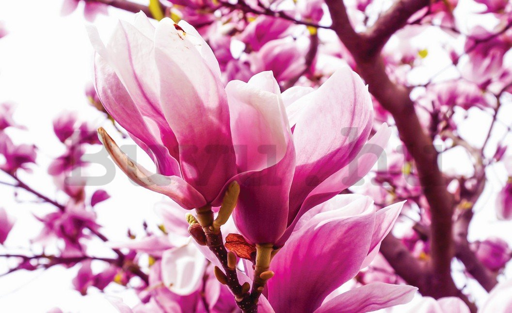 Fotótapéta: Pink Magnolia - 184x254 cm