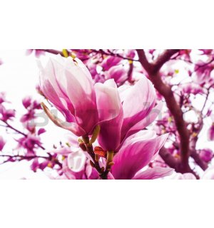 Fotótapéta: Pink Magnolia - 184x254 cm