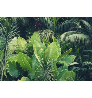 Vlies fotótapéta: Zöld dzsungel - 254x368 cm