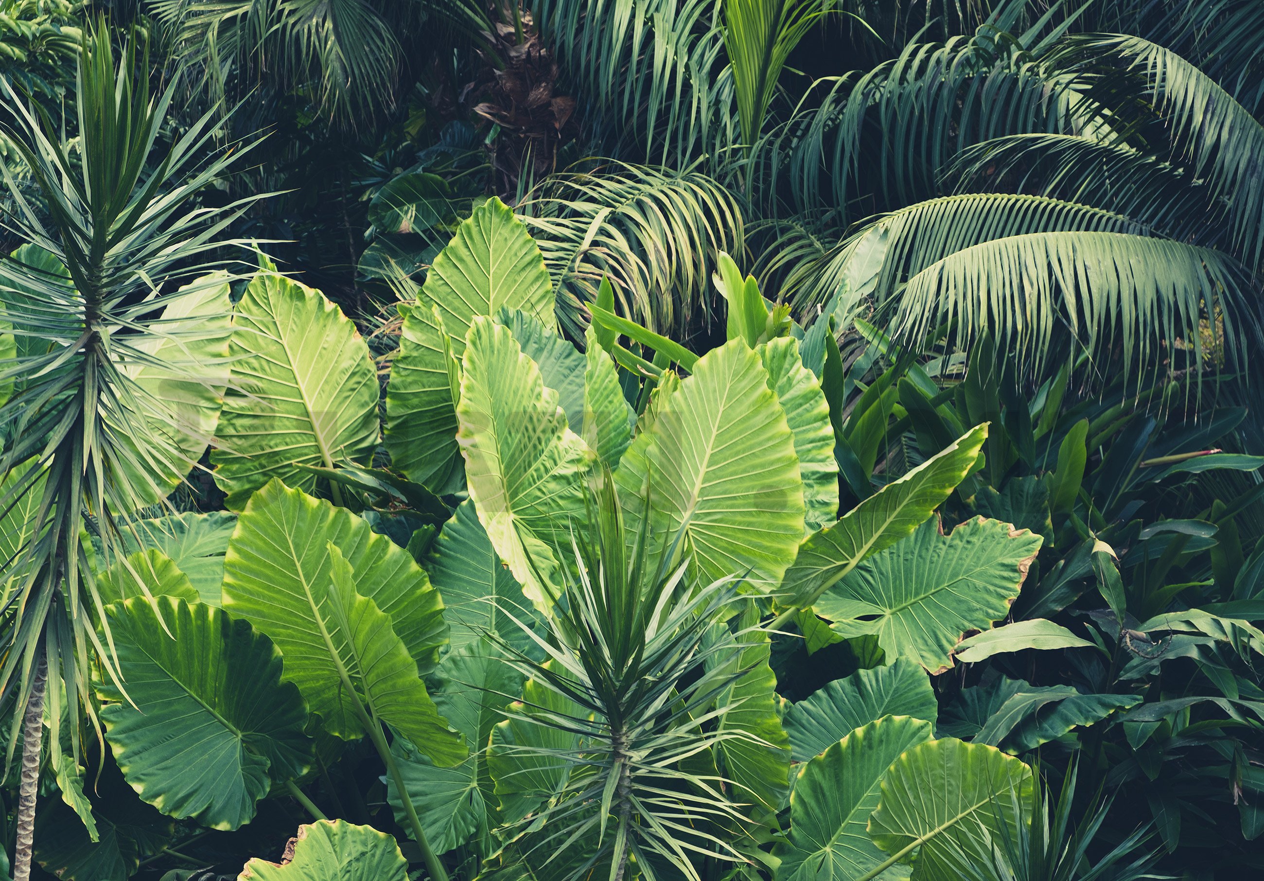 Vlies fotótapéta: Zöld dzsungel - 416x254 cm