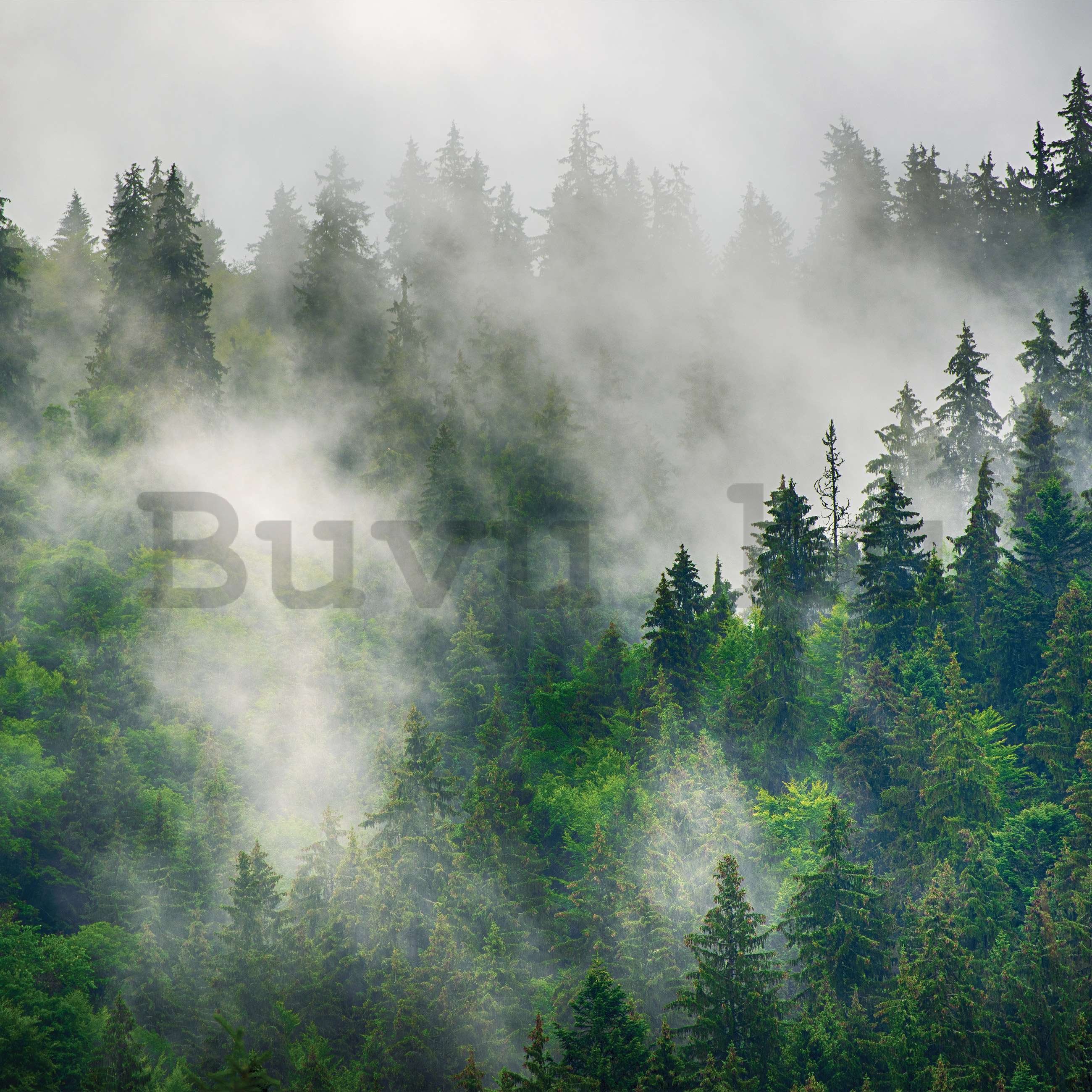 Vlies fotótapéta: Köd az erdő felett (5) - 152,5x104 cm