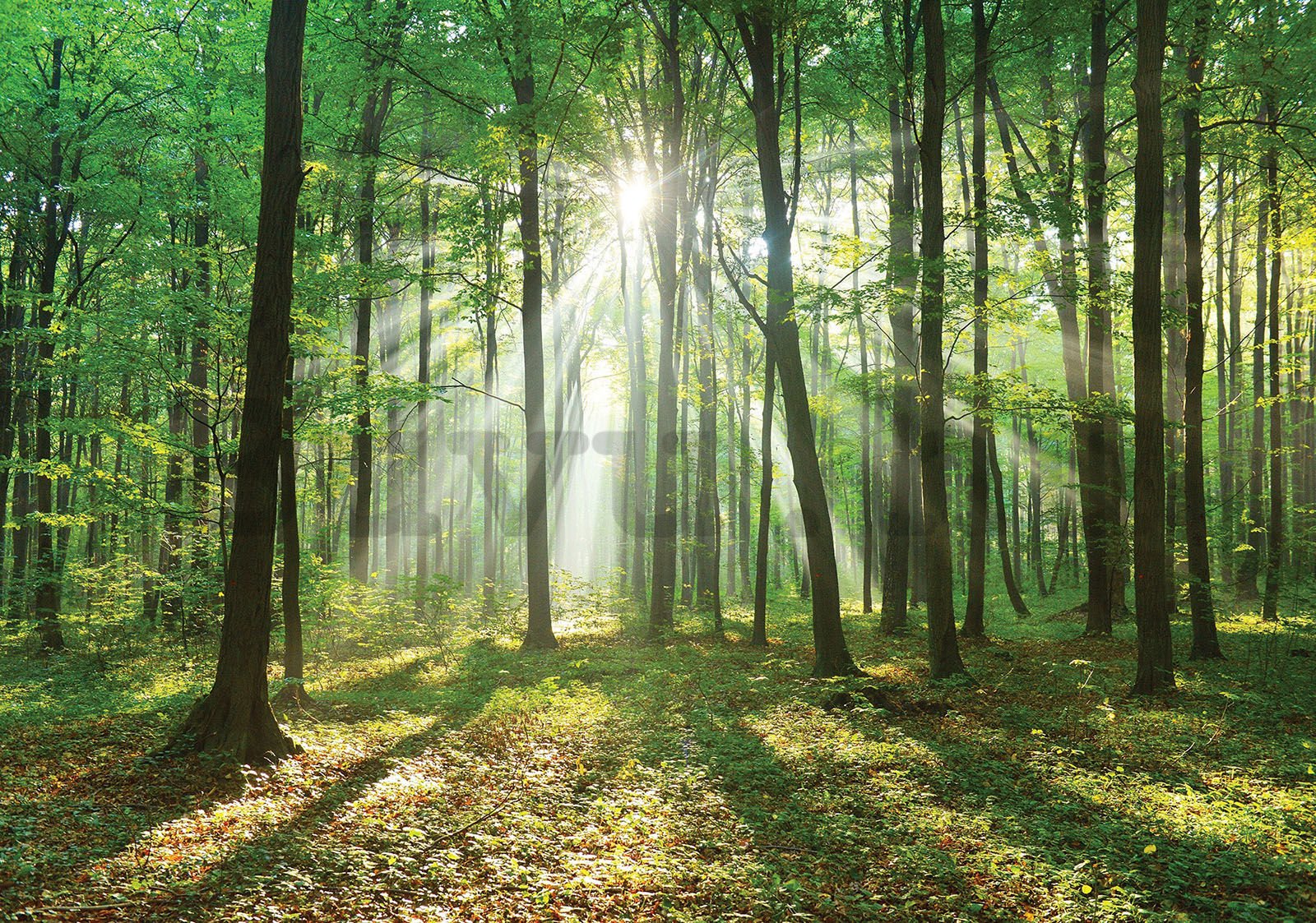 Vlies fotótapéta: Napfény az erdőben (3) - 416x254 cm