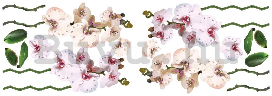Falmatrica - Orchidea (2)