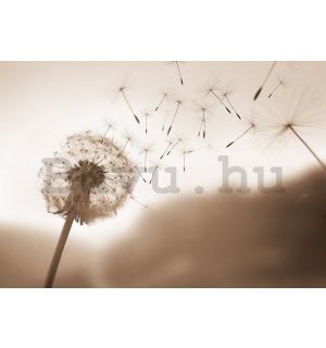 Vlies fotótapéta: Nature meadow dandelion sky - 254x184 cm