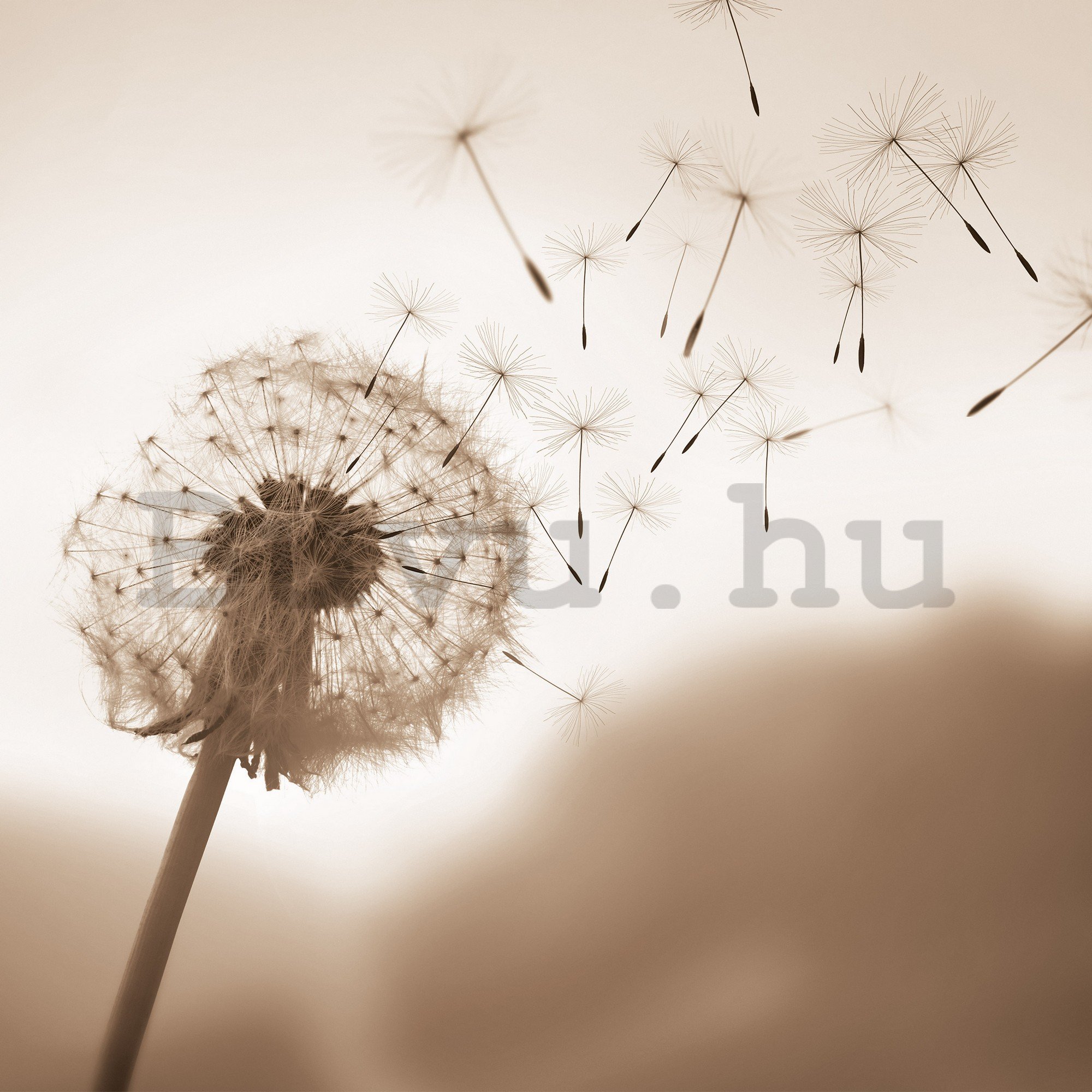 Vlies fotótapéta: Nature meadow dandelion sky - 368x254 cm