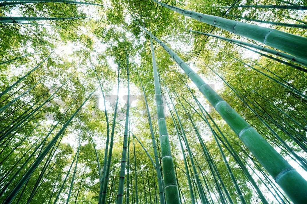 Fotótapéta: Bambuszerdő - 184x254 cm