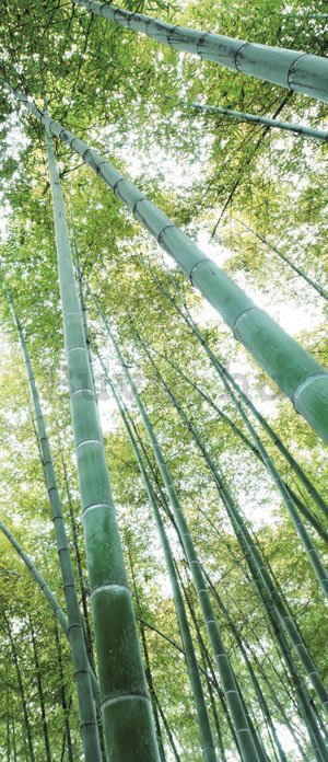Öntapadós fotótapéta: Bambuszerdő - 211x91 cm