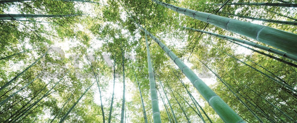 Fotótapéta: Bambuszerdő - 104x250 cm