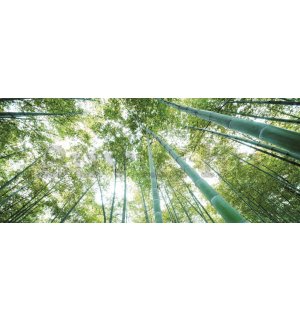 Fotótapéta: Bambuszerdő - 104x250 cm
