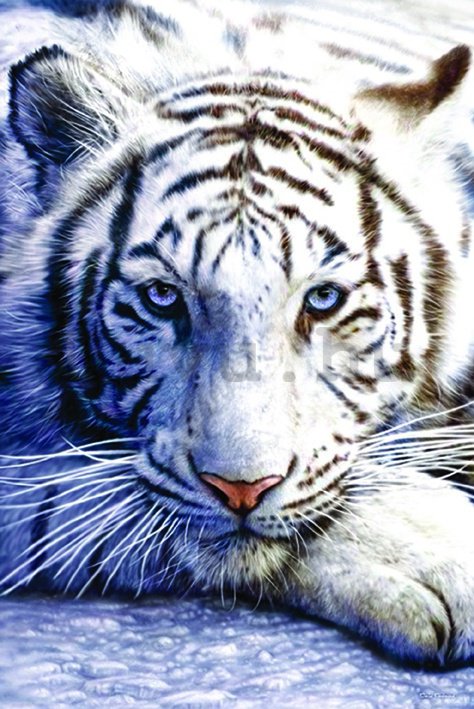 Plakát - Fehér tigris
