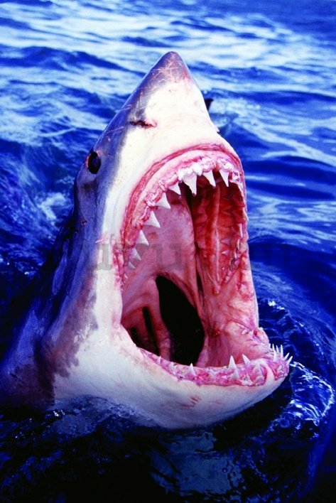 Plakát - Nagy fehér cápa (1)