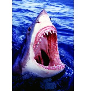 Plakát - Nagy fehér cápa (1)