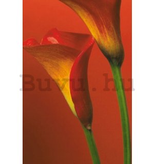 Plakát - Red Calla Lillies