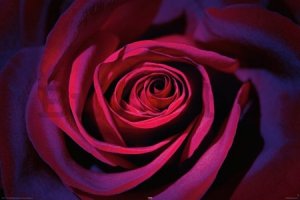 Plakát - Sötétlila rózsa