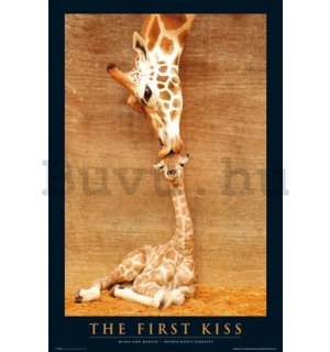 Plakát - First Kiss Giraffe (2)